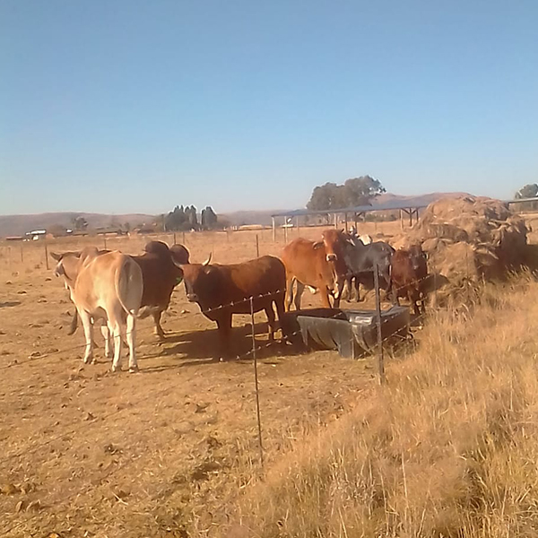 Cattle