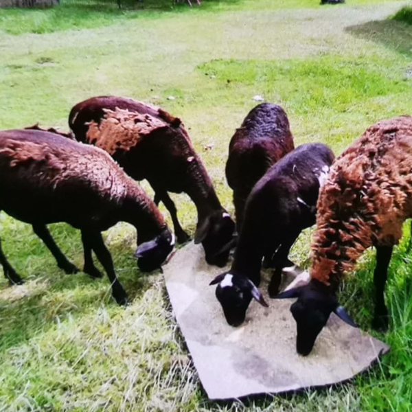 Livestock