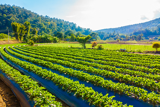 Farm landscape